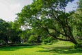 Sprawling Canopy Tree Over Grassy Park with Algae?Covered Pond Royalty Free Stock Photo