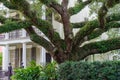 Sprawling Live Oak Tree and Lower Garden District Mansion Royalty Free Stock Photo