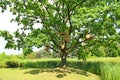 Sprawling oak tree with hornet`s nest near lake with cane Royalty Free Stock Photo