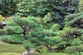 Sprawling Pine Trees in front of a pond with a row of trees in the background in Washington Royalty Free Stock Photo