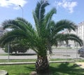 Pineapple Palm Tree on the Lawn