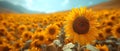 A sprawling sunflower field with bright yellow petals swaying in the sunlight. Concept Nature, Royalty Free Stock Photo