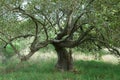Sprawling Tree Royalty Free Stock Photo