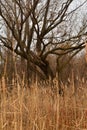 a sprawling tree in the autumn field Royalty Free Stock Photo