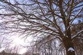 A sprawling tree covered with snow in winter. A large oak tree Royalty Free Stock Photo