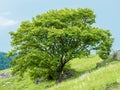 A sprawling tree with green foliage against a blue sky. The tree stands on a mountainside among grass and rocks. The concept of Royalty Free Stock Photo