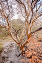 Sprawling Tree Limbs Grow From The Center of Large Boulders