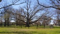 Sprawling Tree in an Ottawa Park Royalty Free Stock Photo