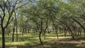 Sprawling trees grow in the jungle. India. Ranthambore National Park.