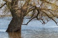 Sprawling wide branchy tree. Thick trunk of a huge poplar tree in the water during the spring flood of the river Royalty Free Stock Photo