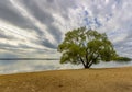 A sprawling willow tree on the shore of the Minsk Sea