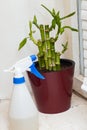 Spray bottle and bamboo, watering home plants