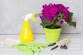 Spray bottle and blooming flower against plant diseases and pests. Use hand sprayer with pesticides in the garden