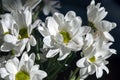 Few beautiful white spray chrysanthemum flowers, macro