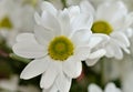 Beautiful white spray chrysanthemum flower, macro