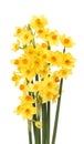 Spray of daffodils Royalty Free Stock Photo