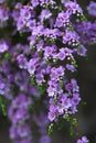 Spray of delicate purple flowers of the Australian native shrub Thryptomene denticulata