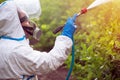 Spray ecological pesticide. Farmer fumigate in protective suit and mask lemon trees. Man spraying toxic pesticides, pesticide,