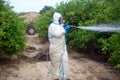 Spray ecological pesticide. Farmer fumigate in protective suit and mask lemon trees. Man spraying toxic pesticides, pesticide,