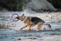 Spray flies in different directions. Black and red German Shepherd stands in river and shakes off water, holding blue toy ring in Royalty Free Stock Photo