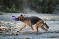 Spray flies in different directions. Black and red German Shepherd stands in river and shakes off water, holding blue toy ring in Royalty Free Stock Photo