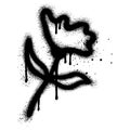 Spray Painted Graffiti flower Sprayed isolated with a white background Royalty Free Stock Photo