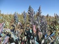 Spray-painted sorghum plants, Cadillac Ranch, Interstate 40 frontage road, Amarillo, Texas
