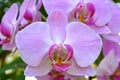 Spray of delicate pink orchids Royalty Free Stock Photo