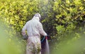 Spray pesticides, pesticide on fruit lemon in growing agricultural plantation, spain. Man spraying or fumigating pesti, pest Royalty Free Stock Photo