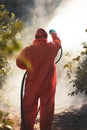 Spray pesticides, pesticide on fruit lemon in growing agricultural plantation, spain. Man spraying or fumigating pesti Royalty Free Stock Photo