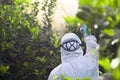 Spray pesticides, pesticide on fruit lemon in growing agricultural plantation, spain. Man spraying or fumigating pesti, pest Royalty Free Stock Photo