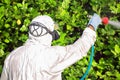 Spray pesticides, pesticide on fruit lemon in growing agricultural plantation, spain. Man spraying or fumigating pesti, pest Royalty Free Stock Photo