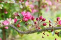 Spray of pink blossom buds on a crab apple tree