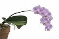 Spray of pink orchid flowers and plant Royalty Free Stock Photo