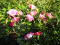 spray pink roses. Beautiful delicate flowers of roses on a background of green leaves, buds and thorns. Soft focus Royalty Free Stock Photo