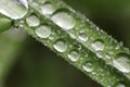 A spray of water droplets on a blade of grass close up Royalty Free Stock Photo