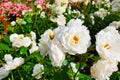 Spray white garden rose a lot. Flower bush. Plantation of peony garden English roses