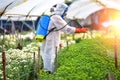 Sprayed fertilizer on the flower farms Royalty Free Stock Photo