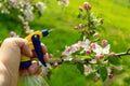 Sprayer in the gardener hand for treating apple flowers from pests and various insects. Preventive garden treatment