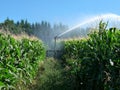 A sprayer spraying water in a cornfield Royalty Free Stock Photo