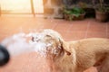 Spraying brown Labrador dog Royalty Free Stock Photo