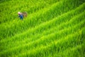 Older chinese woman walking through the ricefields