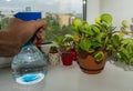 Spraying and care of domestic plants. Hand with water spray on the background of pots with domestic plants, ficus and cacti