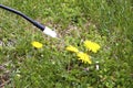 Spraying Dandelions