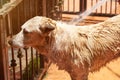 Spraying dog with water Royalty Free Stock Photo
