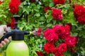 Spraying flowers of red roses with a solution of copper sulfate from pests and diseases, close-up. Copy space for text