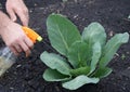 Spraying of growing cabbage from wreckers Royalty Free Stock Photo