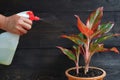 Spraying the indoor plant. Aglaonema Red Lipstick or Chinese Evergreen Plant or Aglaonema Siam Aurora.