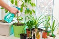 Spraying of indoor plants. Green plants on the windowsill Royalty Free Stock Photo