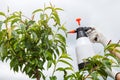 Spraying leaves fruit tree fungicide Royalty Free Stock Photo